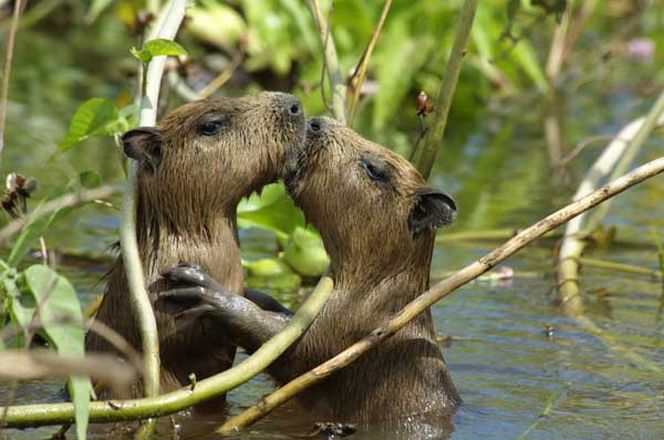 16 daagse Rondreis Natuurlijk Brazilie 5