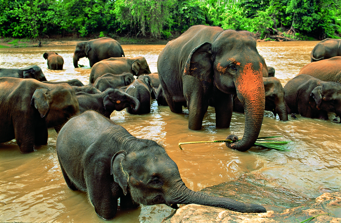 Prachtig Sri Lanka 11 daagse rondreis 1