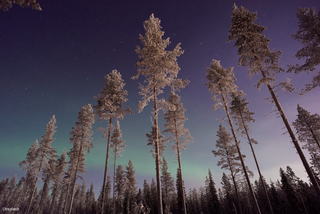 Huskysafari in Lapland