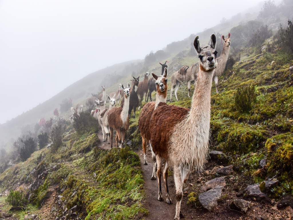 Peru Puur Avontuur 11